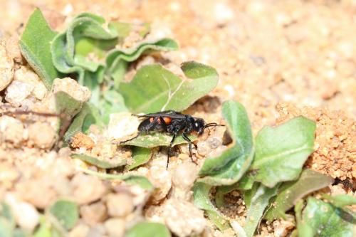 Réf. 248 615 : Anoplius viaticus